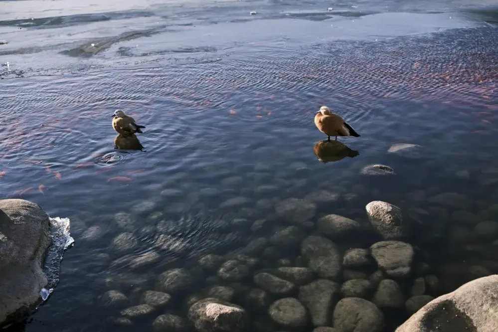  TTArtisan AF 23mm f/1.8 APS-C-objektiv for Nikon Z Rask levering fra Sverige.