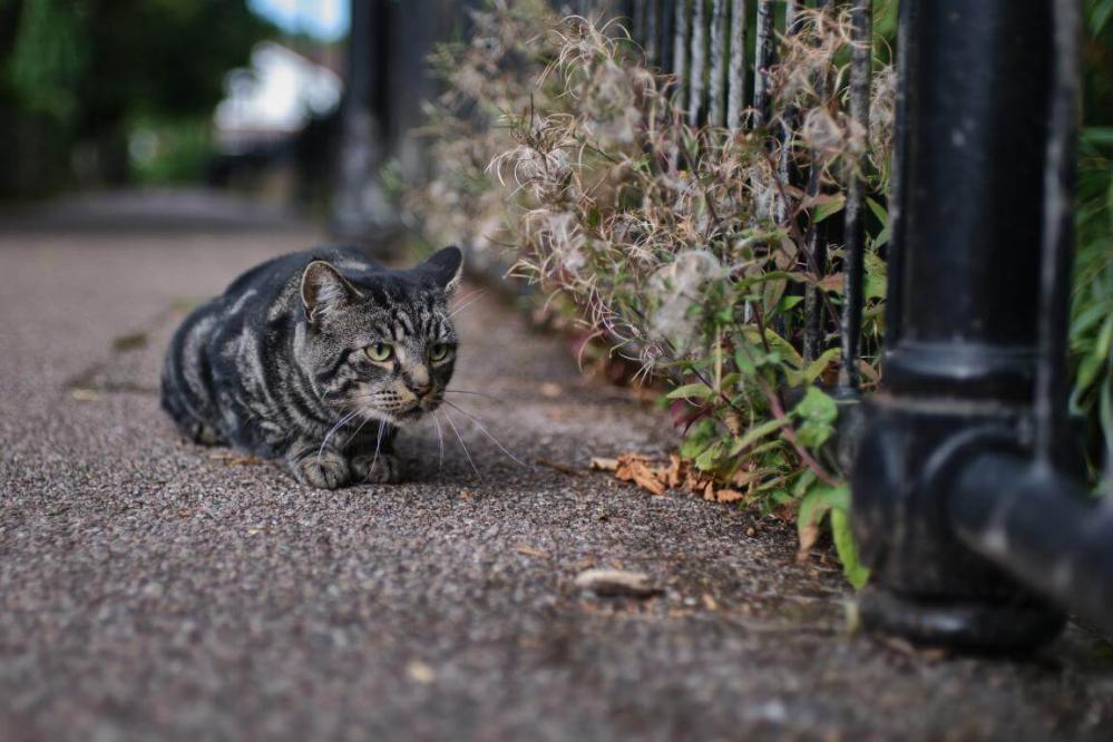  7Artisans 35mm f/1.4 objektiv APS-C for Fujifilm X Rask levering fra Sverige.